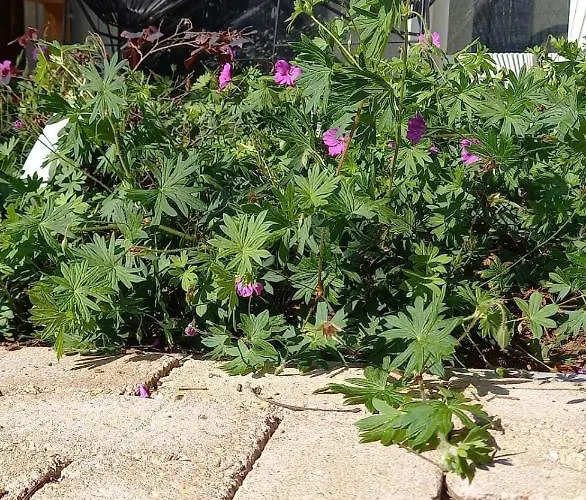 Luksusowy namiot Achterhoeks Goed, Minicamping In Lichtenvoorde-vragender *