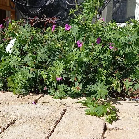 Luxury tent Achterhoeks Goed, Minicamping In Lichtenvoorde-vragender *